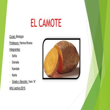 EL CAMOTE Y RECETAS