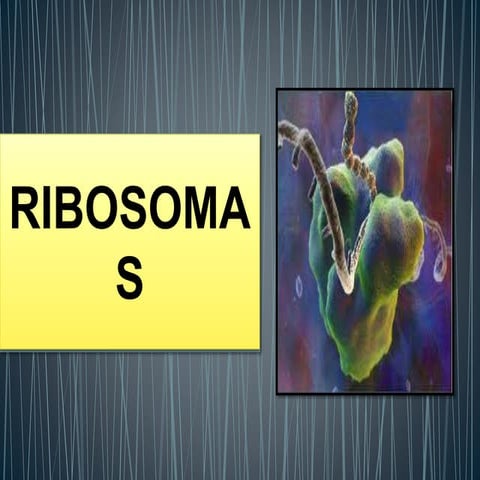 Biologia Ribosoma 