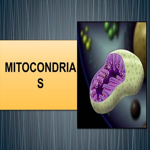 Biología estudio de la celula orgánulo mitocondria 