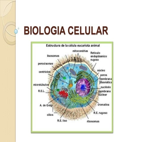 Biologia celular