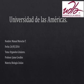 Biologia- Organelos Celulares