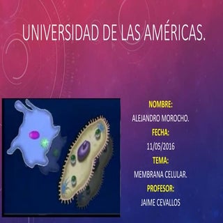 Biologia- Membran Celuar.