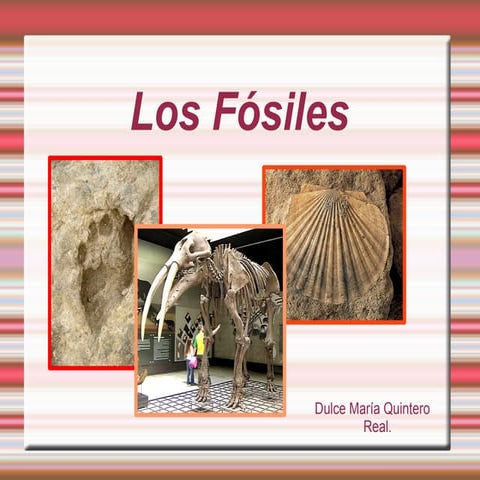 Los fósiles.