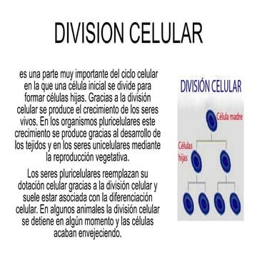 Tipos de division celular | PPTX