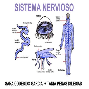 Sitema Nervios Presentacion