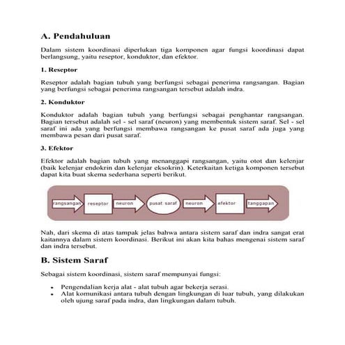 sistem saraf manusia
