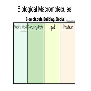Biological-Macromolecules.pptx