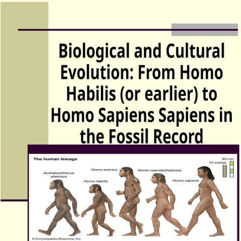 7 stages of human evolution by Jhairra Vel J. Lopez and Simone ...