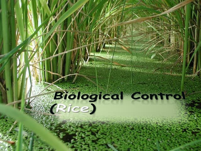 Conservation and Augmentation of Biological Control Agent | PPTX