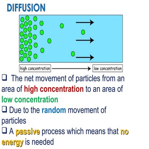 Biological examples of diffusion