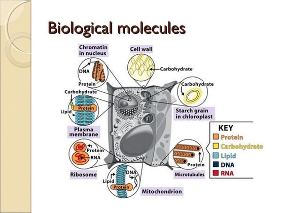 The Chemistry of Life | PPT