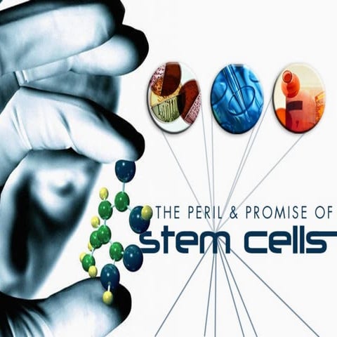 Biological Presentation On Stem Cells