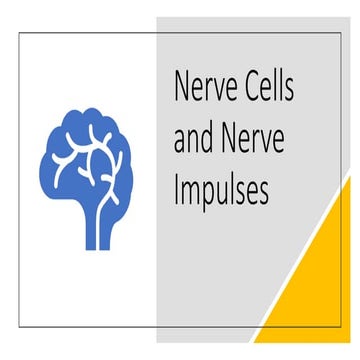 Intro to Neurons and Nerve Impulses