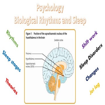 Biological rhythms and sleep