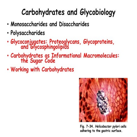 Biological role of peptidoglycans, glycasoaminoglycans, lectins.ppt