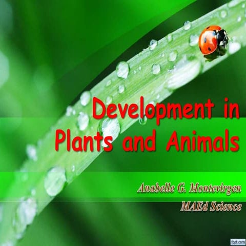 Plants Development