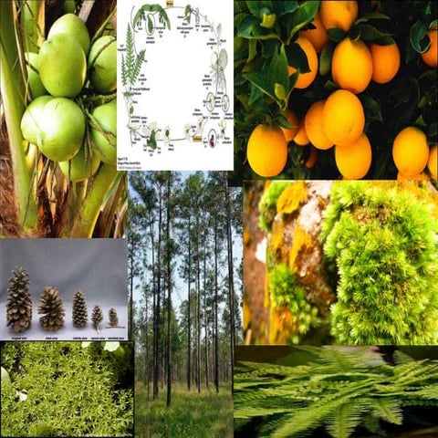 Biologi, Dunia Tumbuhan (Plantae) | PPTX
