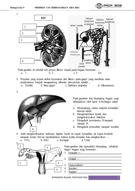 <p><strong>Asah Pemahaman Biologi: Latihan Soal UAS Kelas 9 Semester 1</strong></p>
<p>” title=”</p>
<p><strong>Asah Pemahaman Biologi: Latihan Soal UAS Kelas 9 Semester 1</strong></p>
<p>“></p>
<p><strong>Pendahuluan:</strong></p>
<ul>
<li>Pentingnya UAS Biologi untuk kelas 9 semester 1.</li>
<li>Tujuan artikel: memberikan contoh soal dan pembahasan.</li>
<li>Gambaran umum materi yang akan dibahas.</li>
</ul>
</li>
<li>
<p><strong>Materi Pokok Biologi Kelas 9 Semester 1:</strong></p>
<ul>
<li>Sistem Reproduksi pada Manusia.</li>
<li>Pewarisan Sifat (Genetika).</li>
<li>Penyakit Menular Seksual (PMS) dan Pencegahannya.</li>
<li>Evolusi.</li>
<li>Bioteknologi.</li>
</ul>
</li>
<li>
<p><strong>Contoh Soal dan Pembahasan:</strong></p>
<ul>
<li>
<p><strong>Bagian A: Pilihan Ganda</strong></p>
<ul>
<li>Soal 1-10 (meliputi seluruh materi pokok)</li>
<li>Penjelasan singkat untuk setiap jawaban.</li>
</ul>
</li>
<li>
<p><strong>Bagian B: Uraian Singkat</strong></p>
<ul>
<li>Soal 11-15 (memerlukan penjelasan lebih mendalam)</li>
<li>Pembahasan yang terstruktur.</li>
</ul>
</li>
<li>
<p><strong>Bagian C: Uraian Mendalam (Studi Kasus/Konsep)</strong></p>
<ul>
<li>Soal 16-18 (memerlukan analisis dan penerapan konsep)</li>
<li>Pembahasan komprehensif.</li>
</ul>
</li>
</ul>
</li>
<li>
<p><strong>Tips Sukses UAS Biologi:</strong></p>
<ul>
<li>Metode belajar efektif.</li>
<li>Strategi mengerjakan soal.</li>
<li>Manajemen waktu saat ujian.</li>
</ul>
</li>
<li>
<p><strong>Penutup:</strong></p>
<ul>
<li>Pentingnya latihan soal berkelanjutan.</li>
<li>Dorongan untuk terus belajar.</li>
</ul>
</li>
</ol>
<p><strong>Pendahuluan</strong></p>
<p>Semester pertama kelas 9 merupakan periode krusial dalam pembelajaran Biologi. Siswa dihadapkan pada berbagai konsep yang saling berkaitan dan membentuk fondasi pemahaman yang lebih mendalam tentang kehidupan. Memahami materi-materi ini tidak hanya penting untuk kelancaran UAS, tetapi juga sebagai bekal untuk jenjang pendidikan selanjutnya.</p>
<p>Ujian Akhir Semester (UAS) Biologi kelas 9 semester 1 seringkali mencakup topik-topik fundamental yang memerlukan pemahaman konseptual yang kuat. Untuk membantu Anda mempersiapkan diri secara optimal, artikel ini akan menyajikan serangkaian contoh soal pilihan ganda, uraian singkat, dan uraian mendalam yang mencakup materi-materi penting. Melalui latihan soal dan pembahasannya, diharapkan Anda dapat mengidentifikasi kekuatan dan kelemahan diri, serta memperkuat pemahaman terhadap konsep-konsep Biologi yang relevan.</p>
<p><strong>Materi Pokok Biologi Kelas 9 Semester 1</strong></p>
<p>Secara umum, materi Biologi kelas 9 semester 1 mencakup beberapa bab utama, yaitu:</p>
<ul>
<li><strong>Sistem Reproduksi pada Manusia:</strong> Meliputi organ reproduksi pria dan wanita, proses fertilisasi, kehamilan, serta siklus menstruasi.</li>
<li><strong>Pewarisan Sifat (Genetika):</strong> Membahas tentang kromosom, gen, DNA, alel, persilangan monohibrida dan dihibrida, serta hukum Mendel.</li>
<li><strong>Penyakit Menular Seksual (PMS) dan Pencegahannya:</strong> Mengulas berbagai jenis PMS, cara penularannya, dampak negatifnya, dan langkah-langkah pencegahan.</li>
<li><strong>Evolusi:</strong> Mempelajari konsep evolusi, bukti-bukti evolusi, mekanisme evolusi seperti seleksi alam, serta teori evolusi Darwin.</li>
<li><strong>Bioteknologi:</strong> Mengenalkan konsep bioteknologi, penerapan bioteknologi konvensional dan modern dalam berbagai bidang seperti pangan, kesehatan, dan lingkungan.</li>
</ul>
<p><strong>Contoh Soal dan Pembahasan</strong></p>
<p>Mari kita mulai dengan contoh soal-soal yang sering muncul dalam UAS Biologi kelas 9 semester 1.</p>
<p><strong>Bagian A: Pilihan Ganda</strong></p>
<p>Pilihlah jawaban yang paling tepat!</p>
<ol>
<li>
<p>Organ reproduksi wanita yang berfungsi menghasilkan sel telur adalah…<br />
a. Uterus<br />
b. Vagina<br />
c. Ovarium<br />
d. Tuba fallopi</p>
<p><strong>Pembahasan:</strong> Ovarium adalah kelenjar reproduksi wanita yang bertugas memproduksi sel telur (ovum) dan hormon reproduksi seperti estrogen dan progesteron. Uterus berfungsi untuk perkembangan janin, vagina sebagai saluran lahir dan tempat masuknya sperma, sedangkan tuba fallopi adalah tempat terjadinya fertilisasi.</p>
</li>
<li>
<p>Proses peleburan antara sel sperma dan sel telur disebut…<br />
a. Ovulasi<br />
b. Menstruasi<br />
c. Fertilisasi<br />
d. Implantasi</p>
<p><strong>Pembahasan:</strong> Fertilisasi adalah proses penting dalam reproduksi seksual yang ditandai dengan bersatunya inti sel sperma dan inti sel telur, membentuk zigot. Ovulasi adalah pelepasan sel telur dari ovarium, menstruasi adalah luruhnya dinding rahim jika tidak terjadi kehamilan, dan implantasi adalah penempelan zigot pada dinding rahim.</p>
</li>
<li>
<p>Individu yang memiliki dua alel yang berbeda untuk gen tertentu disebut…<br />
a. Homozigot<br />
b. Heterozigot<br />
c. Dominan<br />
d. Resesif</p>
<p><strong>Pembahasan:</strong> Dalam genetika, individu yang memiliki dua alel berbeda untuk suatu sifat (misalnya, satu alel dominan dan satu alel resesif) disebut heterozigot. Homozigot adalah individu yang memiliki dua alel yang sama (baik dua alel dominan maupun dua alel resesif).</p>
</li>
<li>
<p>Jika gen untuk rambut hitam (H) bersifat dominan terhadap gen untuk rambut coklat (h), maka genotipe individu yang berambut coklat adalah…<br />
a. HH<br />
b. Hh<br />
c. hh<br />
d. Hh atau hh</p>
<p><strong>Pembahasan:</strong> Sifat resesif hanya akan terekspresikan jika kedua alelnya adalah alel resesif. Dalam kasus ini, rambut coklat adalah sifat resesif, sehingga genotipe yang memungkinkan individu berambut coklat adalah hh. Individu dengan genotipe HH dan Hh akan berambut hitam karena gen H bersifat dominan.</p>
</li>
<li>
<p>Salah satu penyakit menular seksual yang disebabkan oleh virus Human Immunodeficiency Virus (HIV) adalah…<br />
a. Sifilis<br />
b. Gonore<br />
c. Herpes Genitalis<br />
d. AIDS</p>
<p><strong>Pembahasan:</strong> AIDS (Acquired Immunodeficiency Syndrome) adalah stadium akhir dari infeksi virus HIV. HIV menyerang sistem kekebalan tubuh, membuat penderitanya rentan terhadap berbagai infeksi oportunistik. Sifilis, gonore, dan herpes genitalis adalah contoh PMS lain yang disebabkan oleh bakteri atau virus yang berbeda.</p>
</li>
<li>
<p>Bukti evolusi yang menunjukkan adanya perubahan struktur anatomi pada organisme dari masa lalu yang tersimpan dalam lapisan batuan bumi disebut…<br />
a. Homologi<br />
b. Analogi<br />
c. Fosil<br />
d. Embriologi</p>
<p><strong>Pembahasan:</strong> Fosil adalah sisa-sisa organisme purba yang membatu dan ditemukan terkubur dalam lapisan batuan. Studi terhadap fosil memberikan bukti kuat mengenai perubahan bentuk dan struktur organisme dari waktu ke waktu, mendukung teori evolusi. Homologi merujuk pada kesamaan struktur yang berasal dari nenek moyang yang sama, analogi pada kesamaan fungsi tetapi asal usul berbeda, dan embriologi mempelajari perkembangan embrio.</p>
</li>
<li>
<p>Proses seleksi alam, seperti yang dikemukakan oleh Charles Darwin, menyatakan bahwa organisme yang paling mampu beradaptasi dengan lingkungannya akan…<br />
a. Cepat punah<br />
b. Bertahan hidup dan bereproduksi<br />
c. Mengalami mutasi acak<br />
d. Menjadi lemah</p>
<p><strong>Pembahasan:</strong> Teori seleksi alam Darwin menyatakan bahwa dalam persaingan untuk bertahan hidup, individu-individu dengan sifat-sifat yang menguntungkan dan memungkinkan mereka beradaptasi lebih baik dengan lingkungan akan memiliki peluang lebih besar untuk bertahan hidup, bereproduksi, dan mewariskan sifat-sifat tersebut kepada keturunannya.</p>
</li>
<li>
<p>Teknik pemuliaan tanaman yang memanfaatkan mikroorganisme untuk menghasilkan produk yang bermanfaat disebut bioteknologi…<br />
a. Modern<br />
b. Konvensional<br />
c. Rekayasa genetika<br />
d. Kultur jaringan</p>
<p><strong>Pembahasan:</strong> Bioteknologi konvensional adalah pemanfaatan mikroorganisme secara langsung untuk menghasilkan produk seperti tapai, yogurt, keju, dan roti melalui proses fermentasi. Bioteknologi modern melibatkan teknologi DNA rekombinan dan rekayasa genetika. Kultur jaringan adalah teknik perbanyakan tanaman secara vegetatif.</p>
</li>
<li>
<p>Produksi insulin manusia menggunakan bakteri E. coli yang telah dimodifikasi secara genetik adalah contoh penerapan bioteknologi…<br />
a. Konvensional<br />
b. Sintetis<br />
c. Modern<br />
d. Alamiah</p>
<p><strong>Pembahasan:</strong> Penggunaan DNA rekombinan dan modifikasi genetik pada bakteri untuk memproduksi insulin adalah ciri khas bioteknologi modern. Bioteknologi konvensional lebih mengandalkan mikroorganisme tanpa modifikasi genetik yang kompleks.</p>
</li>
<li>
<p>Hormon yang berperan dalam mengatur siklus menstruasi dan kehamilan adalah…<br />
a. Testosteron<br />
b. Progesteron<br />
c. Adrenalin<br />
d. Insulin</p>
<p><strong>Pembahasan:</strong> Progesteron adalah hormon steroid yang diproduksi oleh ovarium dan plasenta. Hormon ini memainkan peran penting dalam siklus menstruasi, mendukung kehamilan, dan perkembangan kelenjar susu. Testosteron adalah hormon seks pria, adrenalin berperan dalam respons stres, dan insulin mengatur kadar gula darah.</p>
</li>
</ol>
<div style=