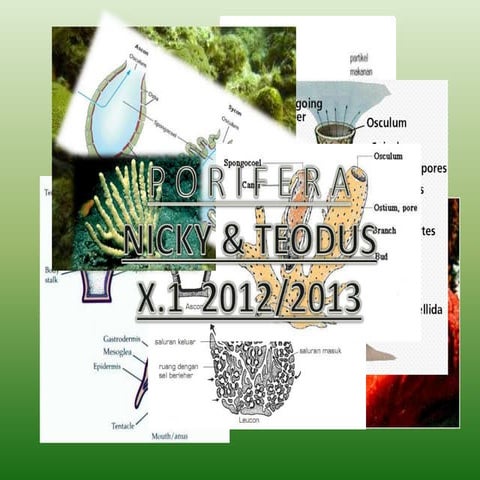 PORIFERA - BIOLOGI 