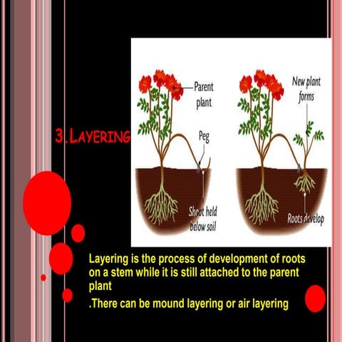 Layering propagation | PPTX