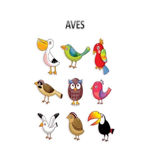 Biologi :   aves