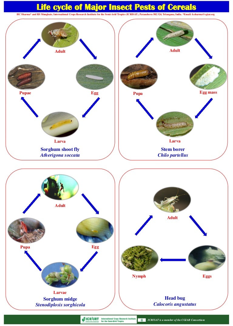 Life cycle of major insect pests of cereals
