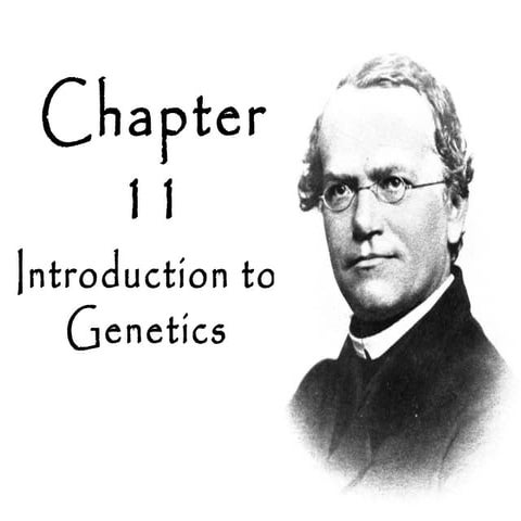 Biology - Chp 11 - Introduction To Genetics - PowerPoint