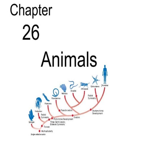 Biology - Chp 26 - Animals - PowerPoint