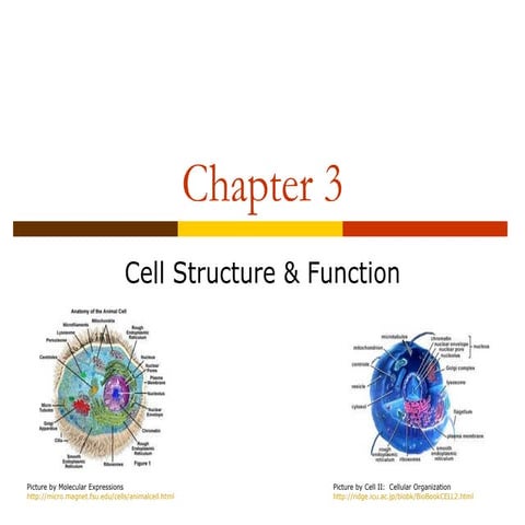 Biology - Cell Organization & Function