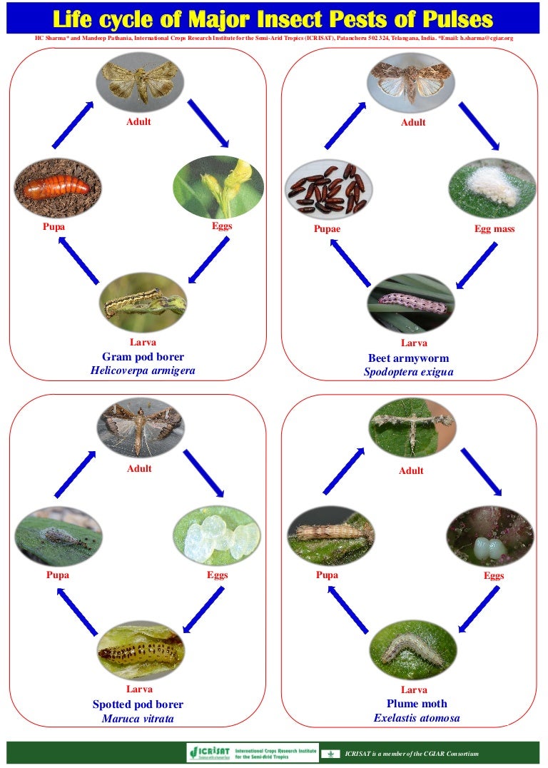 Leaf Bug Life Cycle