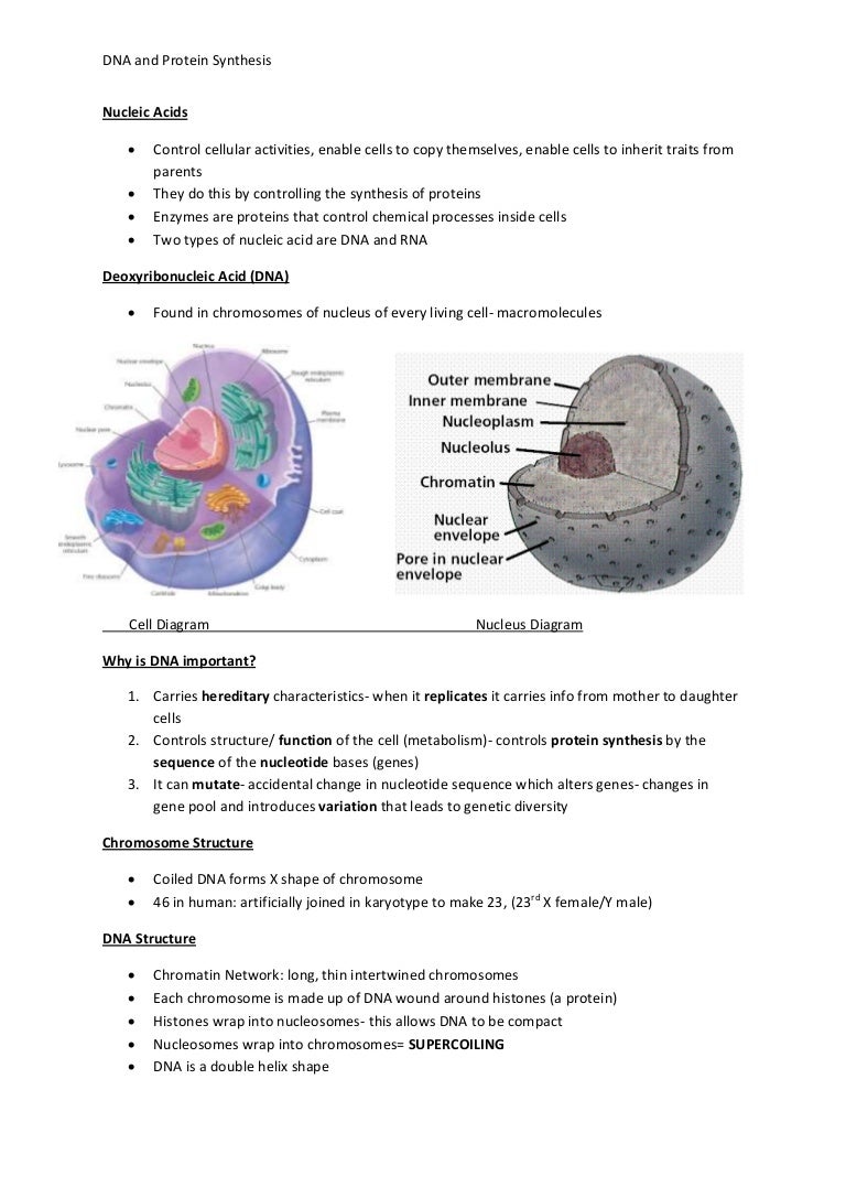 Protein synthesis steps picture