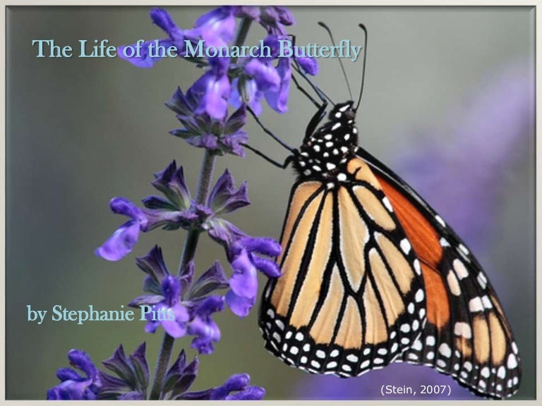 Biology 101 power point presentation on monarch butterflies