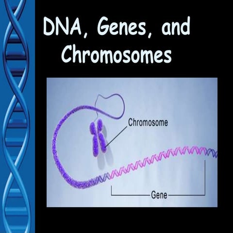 Biology 1st Semester Lesson 04 - DNA.pptx