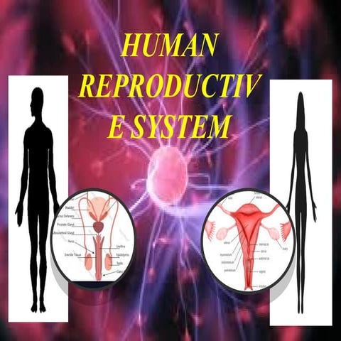 HUMAN REPRODUCTIVE SYSTEM