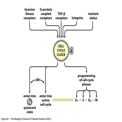 BIOLOGY34RB_CELLCYCLECLOCKcancerbiology.ppt