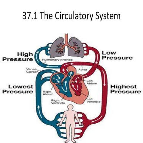 Pulmonary and systemic circulation | PPSX