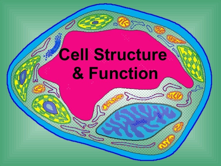 Biology cell structure function