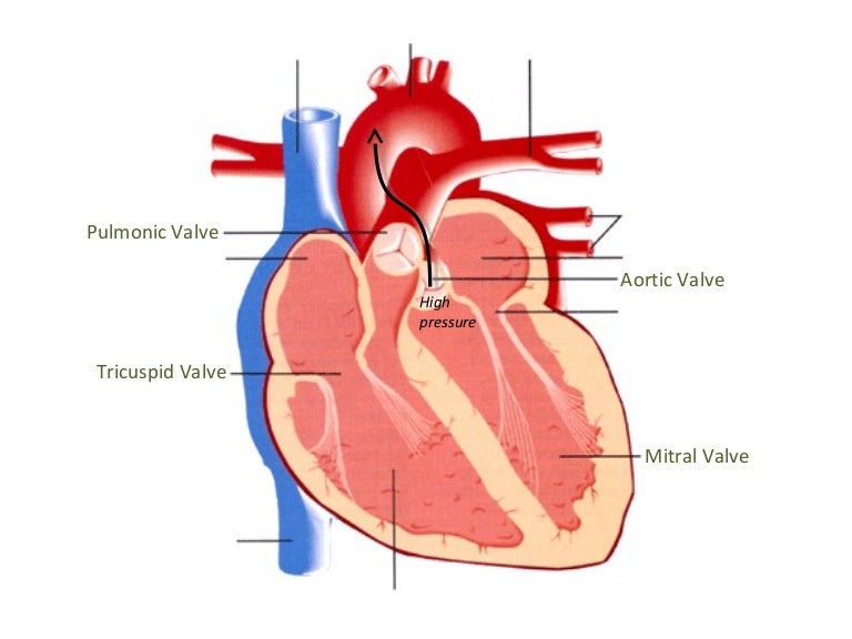 Heart image with labels