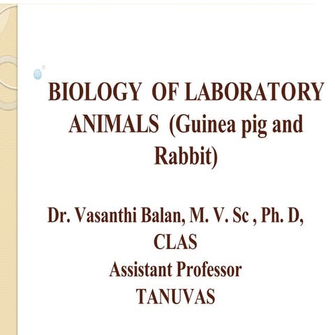 Rabbit as a Laboratory Animal. | PDF