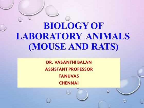 Commonly used animals used in laboratory | PPT