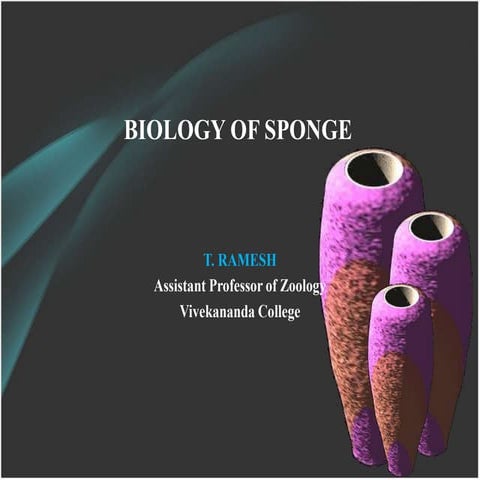 Biology of sponge