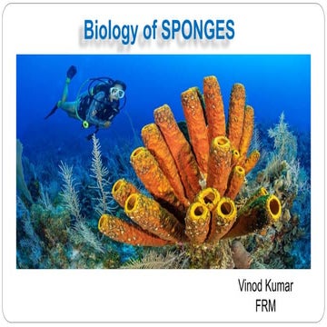 BIOLOGY OF SPONGES ppt