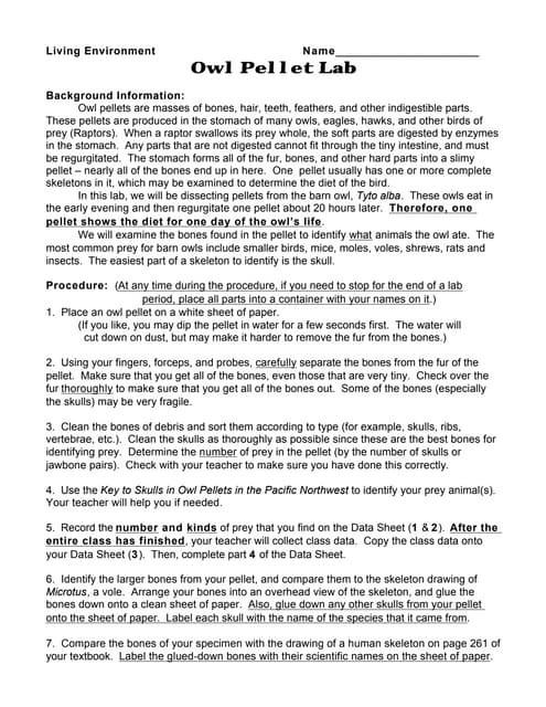 What is an owl pellet picture