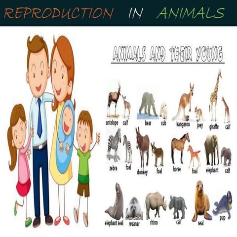 reproduction in animals