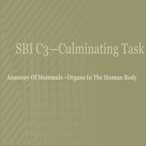 SBI 3C - Culminating Task - U4 - Anatomy Of Mammals