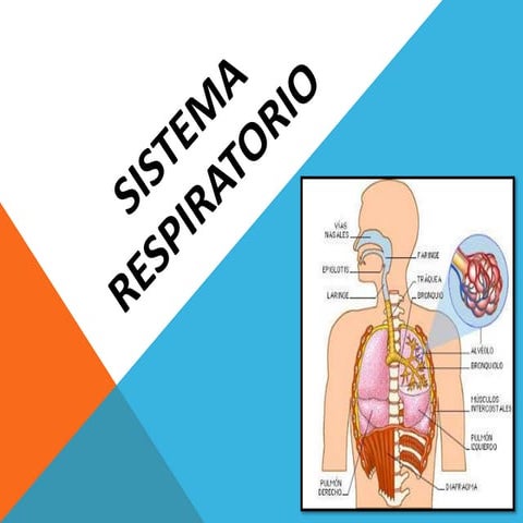 SISTEMA RESPIRATORIO CLASE 24