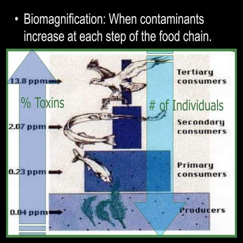 Biomagnification and Bioaccumulation Lesson PowerPoint, Food Chain, Pollution...