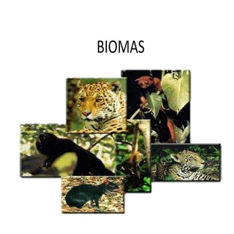 Biorregiones en el mundo | PPTX