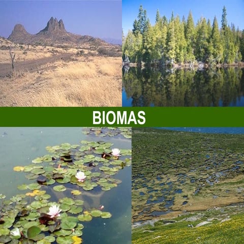 Biomas | PPT