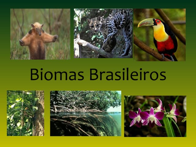 Biomas brasileiros